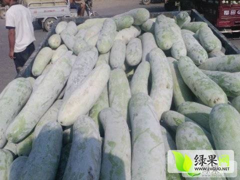 河南冬瓜最新价格发布，新鲜行情，不容错过！