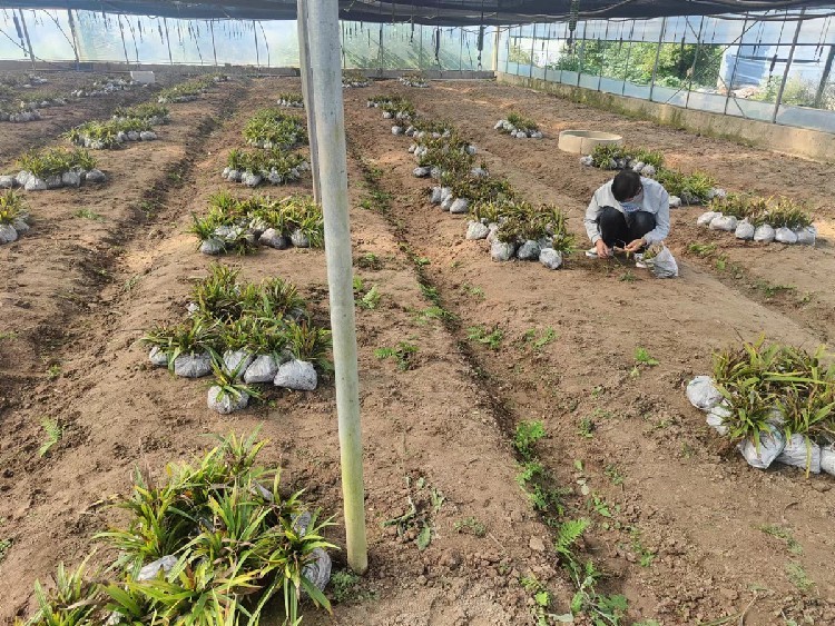 🌟白芨催芽新方法揭秘🌟