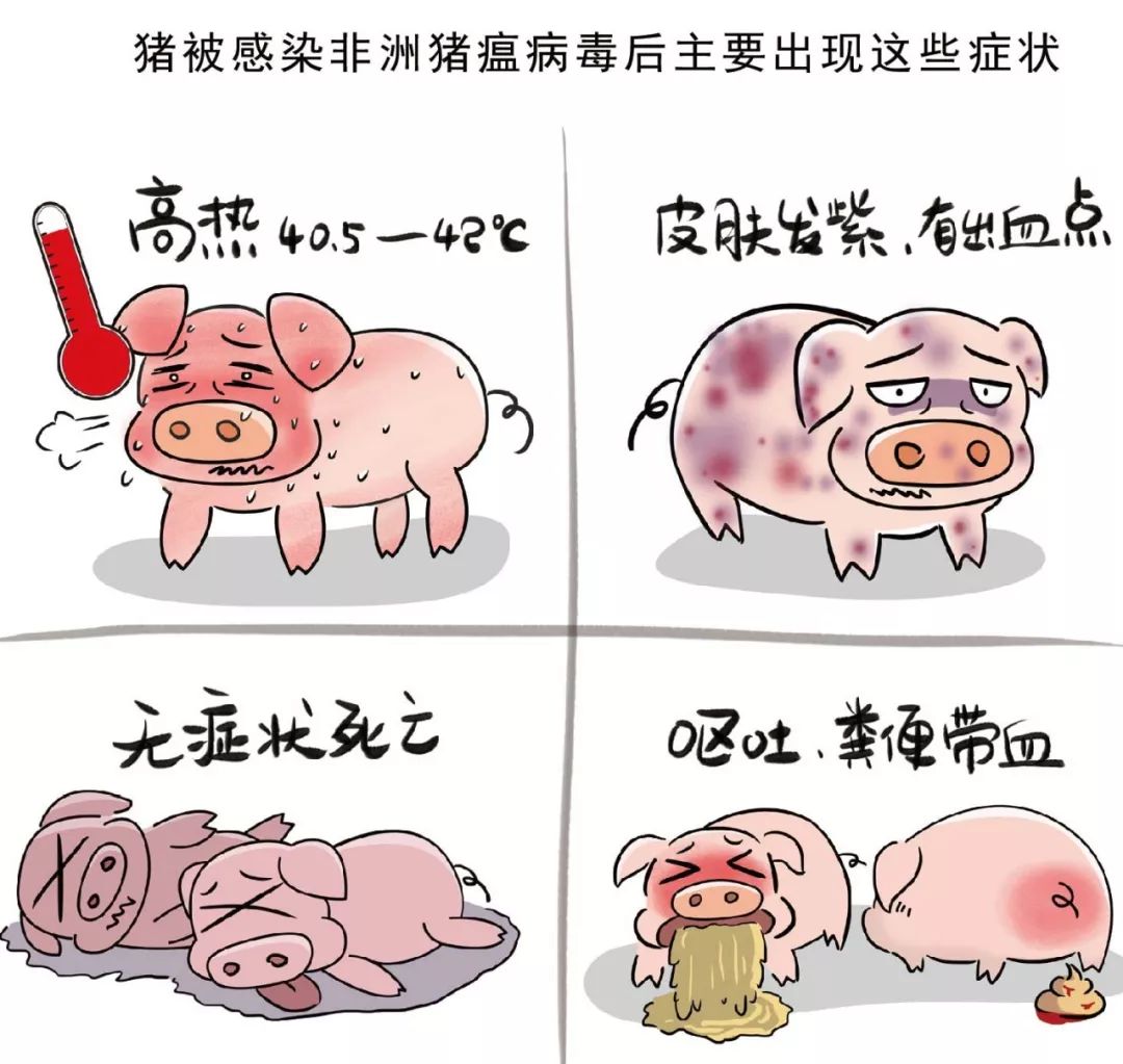 最新谣言猪，高科技引领智能生活革新，体验前所未有的智能生活体验