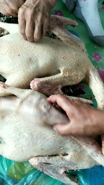 鹅最新视频探索自然美景之旅，寻找内心平和之地
