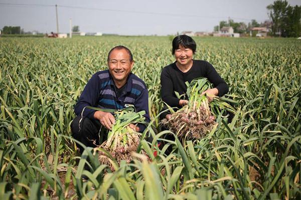 科技重塑大蒜产业未来，杞县大蒜最新价格行情解析
