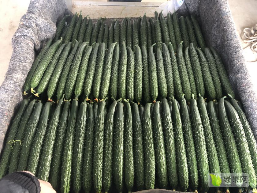 最新黄瓜行情分析与概览