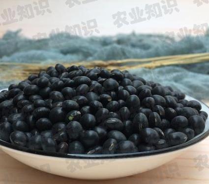 小黑豆价格行情深度分析