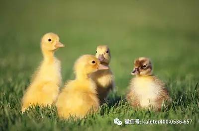 今日肉鸭价格揭秘，市场走势、影响因素与案例分析