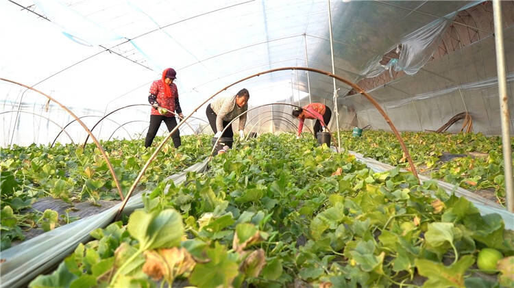 莱西甜瓜最新价格行情动态更新