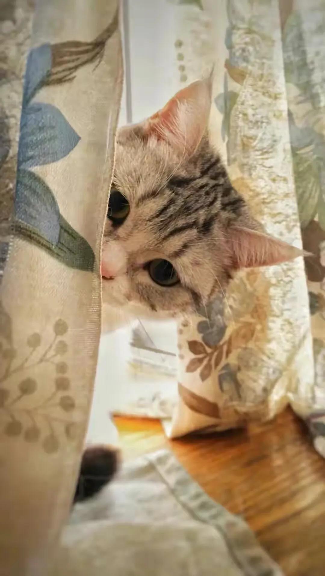 猫咪视频更新，小巷深处的猫步轻扬